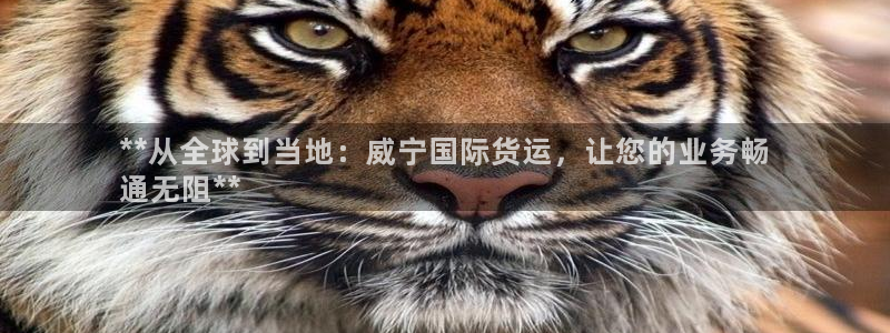 尊龙人生就是博：**从全球到当地：威宁国际货运，让您的业