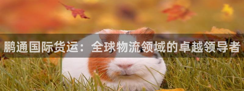 尊龙下载推荐网站：鹏通国际货运：全球物流领域的卓越领导者